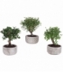 Bonsai