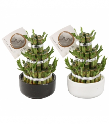 Dracaena