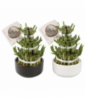 Dracaena