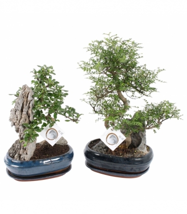 Bonsai