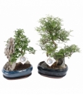 Bonsai