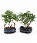 Bonsai