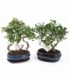 Bonsai