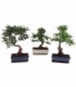 Bonsai