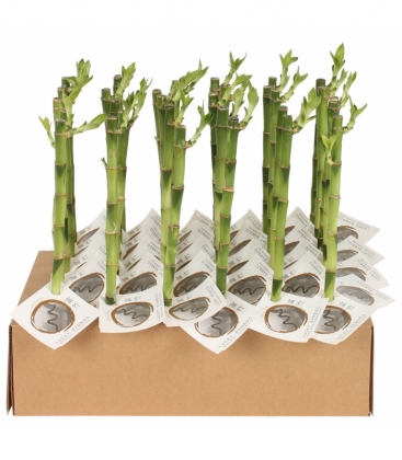 Dracaena