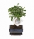 Bonsai