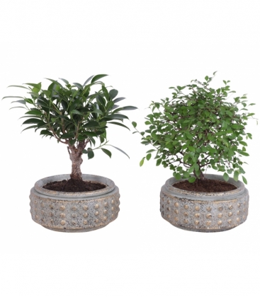 Bonsai