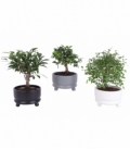 Bonsai