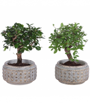 Bonsai