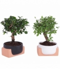 Bonsai