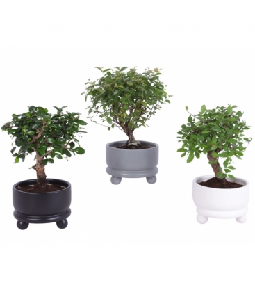 Bonsai