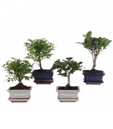 Bonsai