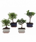 Bonsai
