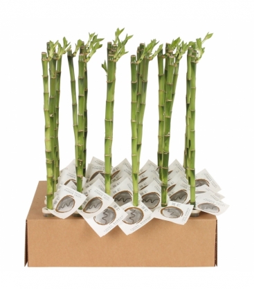 Dracaena