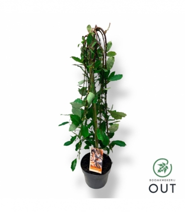 Salix