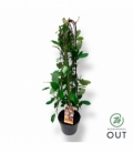 Salix