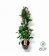 Salix