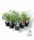 Buddleja