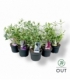 Buddleja