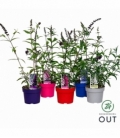 Buddleja