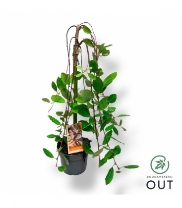Salix