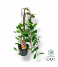 Salix
