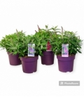 Buddleja