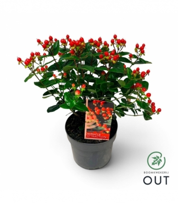 Hypericum