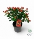 Hypericum