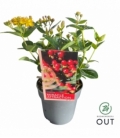 Hypericum