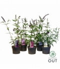Buddleja