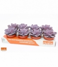 Echeveria