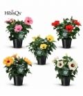 Hibiscus