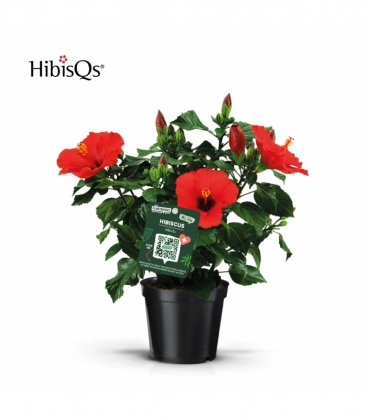 Hibiscus