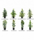 Ficus