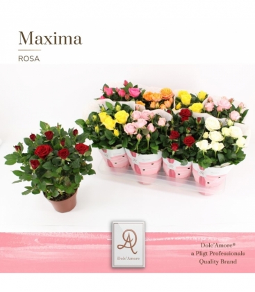Rosa