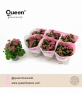 Kalanchoe