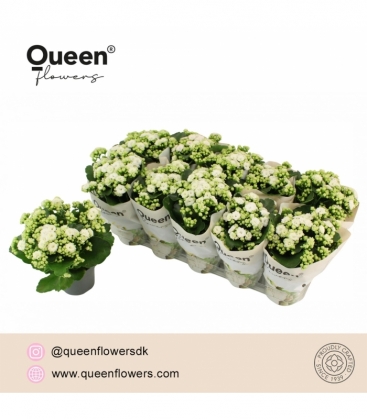 Kalanchoe