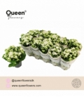 Kalanchoe