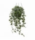 Hedera