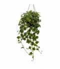 Hedera
