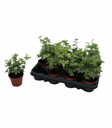 Hedera