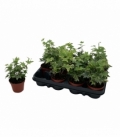 Hedera