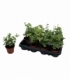 Hedera