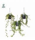 Hedera