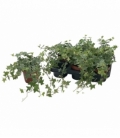 Hedera