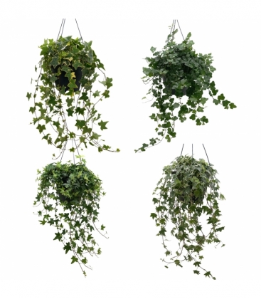 Hedera