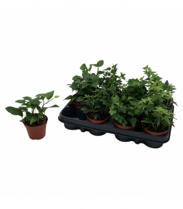 Hedera