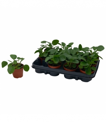 Pilea
