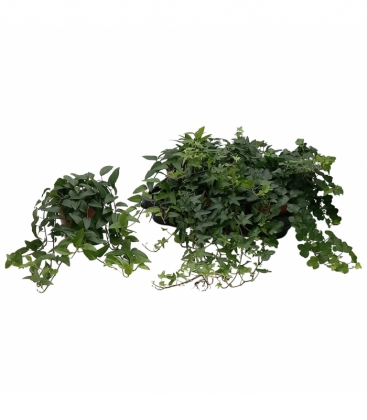 Hedera